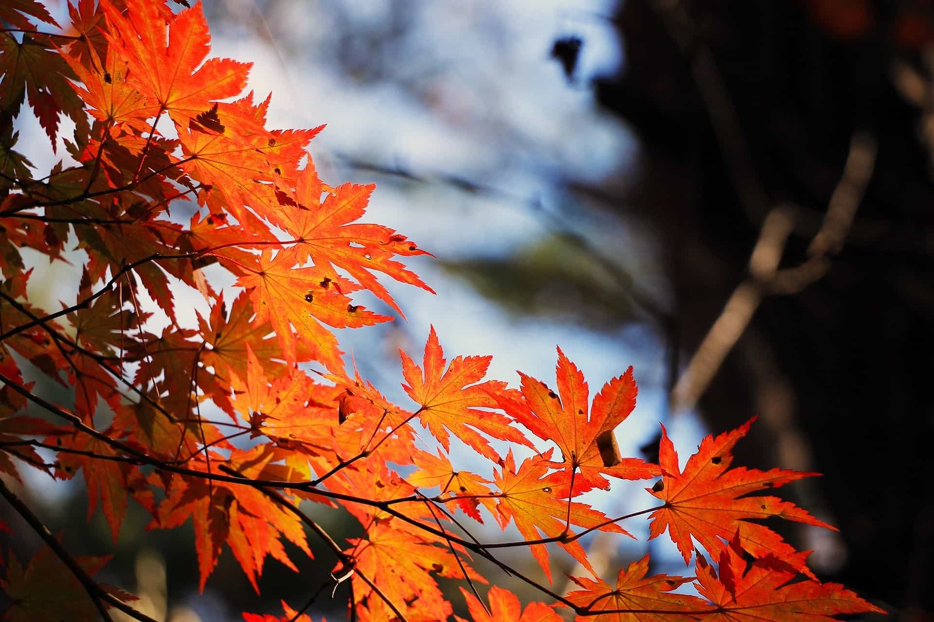 westontbirt leaves